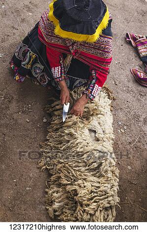 Stock Photograph - Weaver prepares sheep fleece for spinning to wool in Amaru community of Sacred Valley near Urubamba; Cusco, Peru. Fotosearch