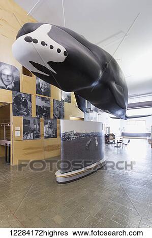 Stock Photograph - Whale sculpture hanging in the Inupiat Heritage Center, Barrow, North Slope, Arctic Alaska, USA, Winter. Fotosearch