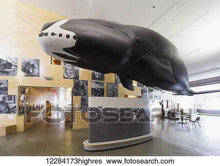 Whale sculpture hanging in the Inupiat Heritage Center, Barrow, North Slope, Arctic Alaska, USA, Winter View Large Photo Image Stock Photograph - Whale sculpture hanging in the Inupiat Heritage Center, Barrow, North Slope, Arctic Alaska, USA, Winter. Fotosearch