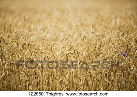 Stock Photograph - Wheat field; Bradford, Ontario, Canada. Fotosearch