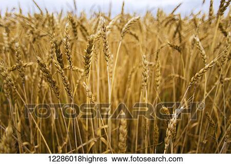 Stock Photograph - Wheat field; Bradford, Ontario, Canada. Fotosearch