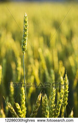 Stock Photograph - Wheat field; Bradford, Ontario, Canada. Fotosearch