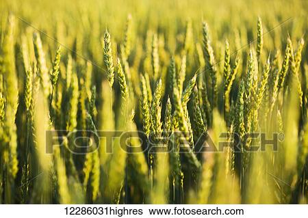 Stock Photograph - Wheat field; Bradford, Ontario, Canada. Fotosearch
