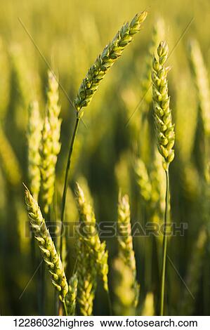 Stock Photograph - Wheat field; Bradford, Ontario, Canada. Fotosearch