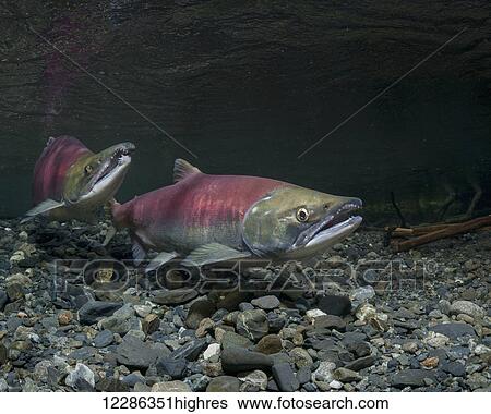 Stock Photograph - While her alpha male guards downstream, this female Sockeye Salmon (Oncorhynchus nerka) uses her anal fin to probe her redd in an Alaskan stream during summer.. Fotosearch