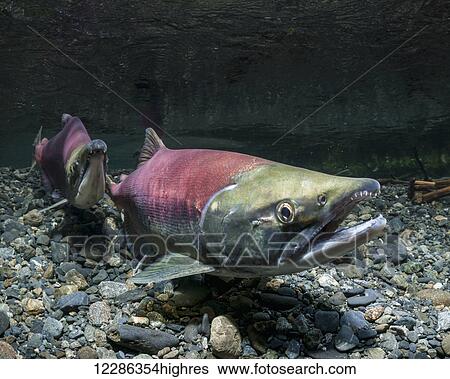 Stock Photograph - While her alpha male guards downstream, this female Sockeye Salmon (Oncorhynchus nerka) uses her anal fin to probe her redd in an Alaskan stream during summer. Underwater view in an Alaskan stream during the summer.. Fotosearch