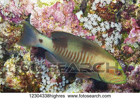 White square cod or grouper (Cephalopholis albomarginatus); Yap, Micronesia View Large Photo Image Stock Photograph - White square cod or grouper (Cephalopholis albomarginatus); Yap, Micronesia. Fotosearch