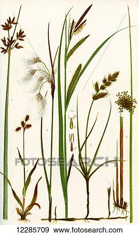 Wild grasses. 1. Bulrush 2. Field Woodrush 3. Cotton grass 4. Slender spiked Sedge 4a. Female and male flower of the Sedge 5. Sand sedge 6. Common Rush View Large Photo Image Stock Photo - Wild grasses. 1. Bulrush 2. Field Woodrush 3. Cotton grass 4. Slender spiked Sedge 4a. Female and male flower of the Sedge 5. Sand sedge 6. Common Rush. Fotosearch