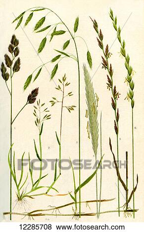 Wild grasses. 1. Cock's Foot 2. Annual Meadow grass 3. Barren Brome 4. Marram 5. Perennial Rye grass 6. Couch grass 6a. Creeping stem of Couch grass View Large Photo Image Stock Photo - Wild grasses. 1. Cock's Foot 2. Annual Meadow grass 3. Barren Brome 4. Marram 5. Perennial Rye grass 6. Couch grass 6a. Creeping stem of Couch grass. Fotosearch