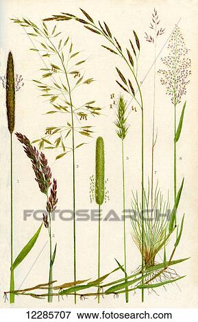 Wild grasses. 1. Meadow Foxtail 2. Yorkshire Fog 3. Yellow Oat Grass 4. Timothy grass 5. Sweet Vernal grass 6. Meadow Fescue 7. Sheep's Fescue 8. Common Bent grass View Large Photo Image Stock Photo - Wild grasses. 1. Meadow Foxtail 2. Yorkshire Fog 3. Yellow Oat Grass 4. Timothy grass 5. Sweet Vernal grass 6. Meadow Fescue 7. Sheep's Fescue 8. Common Bent grass. Fotosearch
