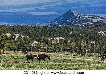 Stock Photograph - Wild horses, Pryor Mountains Wild Horse Refuge, Montana-Wyoming border; United States of America. Fotosearch