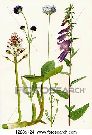 Wildflowers 1. Buckbean 2. Devil's bit 3. Sheep's bit 4. Creeping Bellflower View Large Photo Image Picture - Wildflowers 1. Buckbean 2. Devil's bit 3. Sheep's bit 4. Creeping Bellflower. Fotosearch