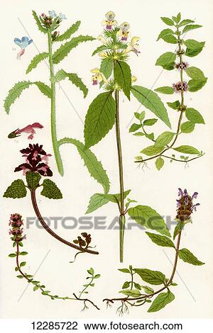 Wildflowers. 1. Bugloss 2. Red Deadnettle 3. Wild Thyme 4. Large flowered Hempnettle 5. Self heal 6. Corn Mint. View Large Photo Image Stock Image - Wildflowers. 1. Bugloss 2. Red Deadnettle 3. Wild Thyme 4. Large flowered Hempnettle 5. Self heal 6. Corn Mint.. Fotosearch
