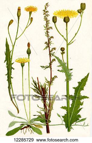 Stock Photo - Wildflowers. 1. Cat's ear 2. Mouse ear Hawkweed 3. Mugwort 4. Corn Sowthistle. Fotosearch