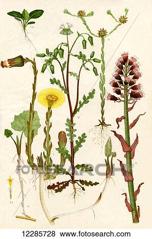 Wildflowers. 1. Colt's foot 1a. One of the florets of the capitulum 1b. A seedling Colt's foot 1c. A sucker of Colt's foot 2. Groundsel 3. Cudweed 4. Butterbur View Large Photo Image Stock Photo - Wildflowers. 1. Colt's foot 1a. One of the florets of the capitulum 1b. A seedling Colt's foot 1c. A sucker of Colt's foot 2. Groundsel 3. Cudweed 4. Butterbur. Fotosearch