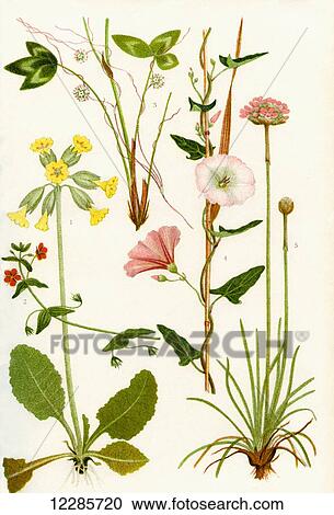 Wildflowers. 1. Cowslip 2. Scarlet Pimpernel 3. Dodder 4. Small Bindweed 5. Thrift or Sea pink View Large Photo Image Stock Image - Wildflowers. 1. Cowslip 2. Scarlet Pimpernel 3. Dodder 4. Small Bindweed 5. Thrift or Sea pink. Fotosearch