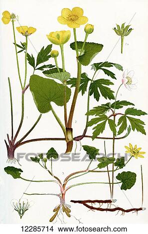 Wildflowers. 1. Creeping Crowfoot 2. Marsh Marigold 2a. Fruit of Marsh Marigold 3. Lesser Celandine 4. Wood Anemone 4a. Vertical section through the flower of a Saxifrage. View Large Photo Image Picture - Wildflowers. 1. Creeping Crowfoot 2. Marsh Marigold 2a. Fruit of Marsh Marigold 3. Lesser Celandine 4. Wood Anemone 4a. Vertical section through the flower of a Saxifrage.. Fotosearch