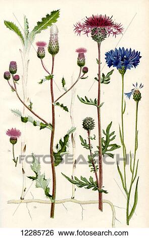 Stock Photograph - Wildflowers. 1. Creeping Thistle 1a. Creeping Root and underground stems of the Creeping Thistle 3. Greater Knapweed 3. Corn Bluebottle. Fotosearch