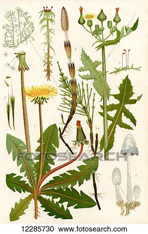 Wildflowers. 1. Dandelion 2. Rough Sowthistle 3. Common Horsetail 3a. Barren shoot of the Common Horsetail 4. Hair moss 5. A Moss 6. Bog moss 7. A Lichen Iceland Moss 8. Fungus, Toadstool View Large Photo Image Stock Image - Wildflowers. 1. Dandelion 2. Rough Sowthistle 3. Common Horsetail 3a. Barren shoot of the Common Horsetail 4. Hair moss 5. A Moss 6. Bog moss 7. A Lichen Iceland Moss 8. Fungus, Toadstool. Fotosearch
