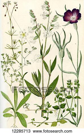 Stock Image - Wildflowers. 1. Knawel 2. Spurrey 3. Field Chickweed 4. Nightflowering Catchfly 5. Chickweed 6. Corn Cockle 6a. Seedling of Corn Cockle. Fotosearch