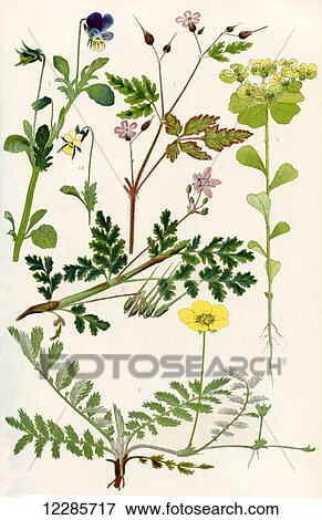 Stock Photo - Wildflowers. 1. Pansy or Heart's -ease 2. Stork's Bill 3. Herb Robert 4. Silverweed 5. Sun Spurge. Fotosearch