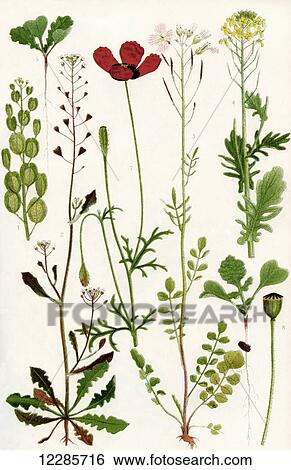 Stock Photograph - Wildflowers. 1. Penny Cress 2. Shepherd's Purse 3. Lady's Smock 4. Yellow Rocket 5. Seedling of Charlock 6. Seedling of Wild Radish 7. Long Prickly headed Poppy 8. Corn Rose fruit.. Fotosearch