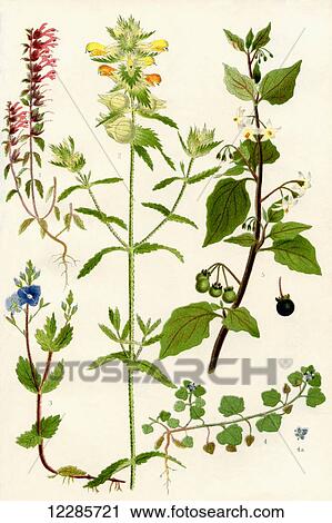 Stock Image - Wildflowers. 1. Red Bartsia 2. Yellow Rattle 3. Germander Speedwell 4. Ivy leaved Speedwell 5. Black Nightshade. Fotosearch