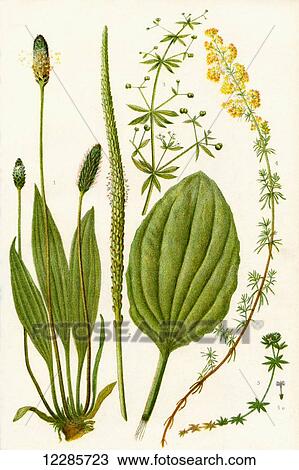 Stock Image - Wildflowers. 1. Ribwort 2. Broadleaved Plantain or Waybread 3. Goose grass or Cleavers 4. Ladies' Bedstraw 5. Field madder. Fotosearch