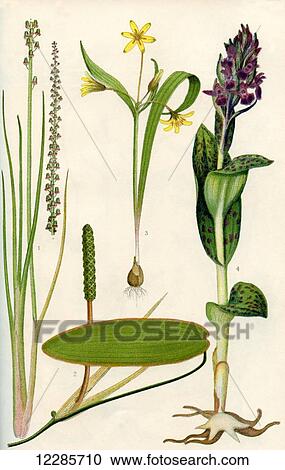 Wildflowers. 1. Sea Arrowgrass 2. Floating Pondweed 3. Yellow Star of Bethlehem 4. March Orchis. View Large Photo Image Stock Image - Wildflowers. 1. Sea Arrowgrass 2. Floating Pondweed 3. Yellow Star of Bethlehem 4. March Orchis.. Fotosearch