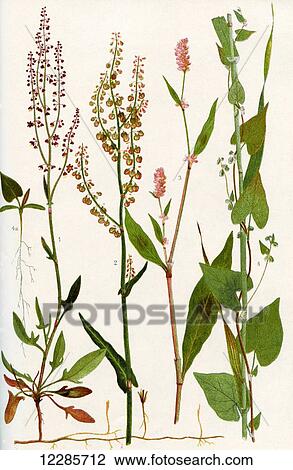Wildflowers. 1. Sheep's Sorrel 2. Common Sorrel 3. Spotted Persicaria 4. Black Bindweed 4a. Seedling of Black Bindweed. View Large Photo Image Stock Image - Wildflowers. 1. Sheep's Sorrel 2. Common Sorrel 3. Spotted Persicaria 4. Black Bindweed 4a. Seedling of Black Bindweed.. Fotosearch