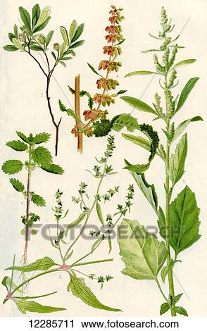 Wildflowers. 1. The Small Nettle 2. Bog Myrtle 3. Narrow leaved Orache 4. Curled Dock 5. Fat Hen View Large Photo Image Stock Image - Wildflowers. 1. The Small Nettle 2. Bog Myrtle 3. Narrow leaved Orache 4. Curled Dock 5. Fat Hen. Fotosearch