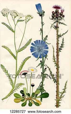 Wildflowers. 1. Yarrow or Millefoil 2. Daisy 3. Chicory 4. Marsh Thistle View Large Photo Image Stock Photo - Wildflowers. 1. Yarrow or Millefoil 2. Daisy 3. Chicory 4. Marsh Thistle. Fotosearch