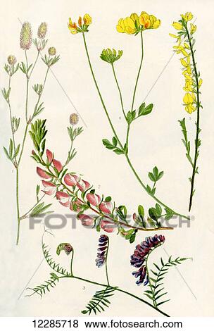 Stock Photo - Wilflowers. 1. Hare's-foot clover 2. Rest harrow 3. Tufted Vetch 4. Bird's-foot Trefoil 5. Dyer's Greenweed. Fotosearch