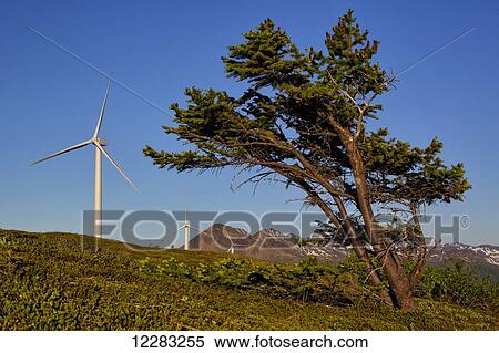 Wind-swept Sitka spruce tree and wind turbines on Pillar Mountain, Kodiak Island, Southwest Alaska, summer View Large Photo Image Stock Photography - Wind-swept Sitka spruce tree and wind turbines on Pillar Mountain, Kodiak Island, Southwest Alaska, summer. Fotosearch