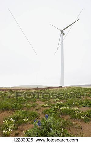 Wind turbine on green tundra, St. Paul Island, Southwestern Alaska, USA, Summer View Large Photo Image Stock Photography - Wind turbine on green tundra, St. Paul Island, Southwestern Alaska, USA, Summer. Fotosearch
