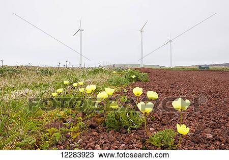 Wind turbines on green tundra with yellow wildflowers in the foreground, St. Paul Island, Southwestern Alaska, USA, Summer View Large Photo Image Stock Image - Wind turbines on green tundra with yellow wildflowers in the foreground, St. Paul Island, Southwestern Alaska, USA, Summer. Fotosearch