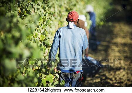 Stock Photograph - Wine grape harvest; Stellenbosch, South Africa. Fotosearch