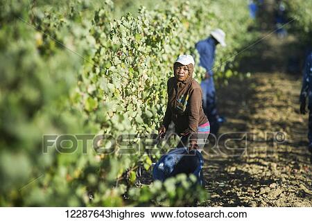 Wine grape harvest; Stellenbosch, South Africa View Large Photo Image Stock Photograph - Wine grape harvest; Stellenbosch, South Africa. Fotosearch