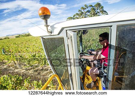 Wine grape harvest; Stellenbosch, South Africa View Large Photo Image Stock Photograph - Wine grape harvest; Stellenbosch, South Africa. Fotosearch