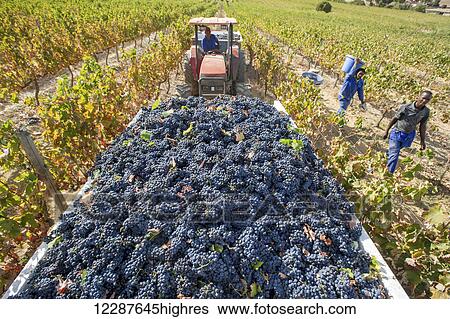 Wine grape harvest; Stellenbosch, South Africa View Large Photo Image Stock Photograph - Wine grape harvest; Stellenbosch, South Africa. Fotosearch