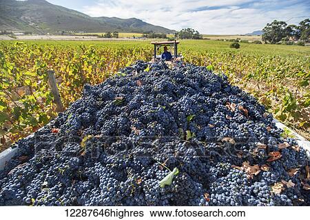 Wine grape harvest; Stellenbosch, South Africa View Large Photo Image Stock Photograph - Wine grape harvest; Stellenbosch, South Africa. Fotosearch