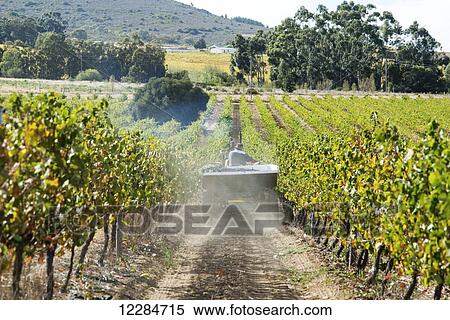 Wine grape harvest; Stellenbosch, Western Cape, South Africa View Large Photo Image Stock Photography - Wine grape harvest; Stellenbosch, Western Cape, South Africa. Fotosearch