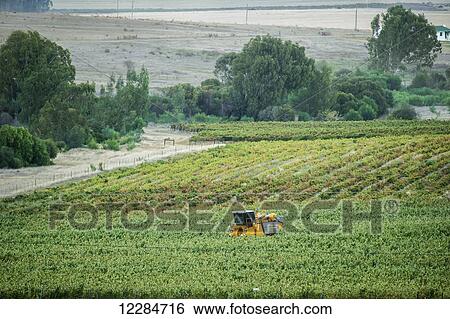 Stock Photograph - Wine Grape harvest with a mechanical harvester; Stellenbosch, Western Cape, South Africa. Fotosearch
