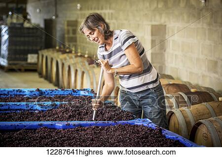 Stock Photograph - Wine maker punching down the cap on wine grapes fermenting for red wine; Paarl, Western Cape, South Africa. Fotosearch