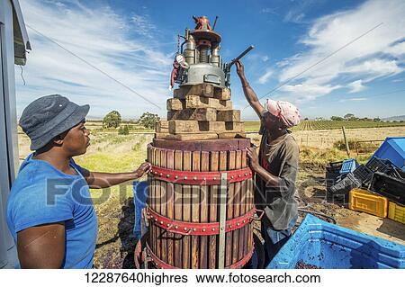 Wine makers mashing wine grapes; Paarl, Western Cape, South Africa View Large Photo Image Stock Photograph - Wine makers mashing wine grapes; Paarl, Western Cape, South Africa. Fotosearch