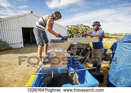 Stock Photograph - Wine makers mashing wine grapes; Paarl, Western Cape, South Africa. Fotosearch