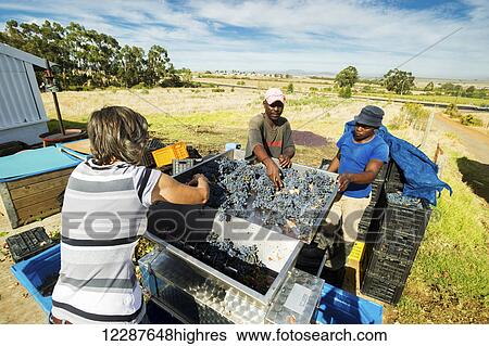 Wine makers mashing wine grapes; Paarl, Western Cape, South Africa View Large Photo Image Stock Photograph - Wine makers mashing wine grapes; Paarl, Western Cape, South Africa. Fotosearch
