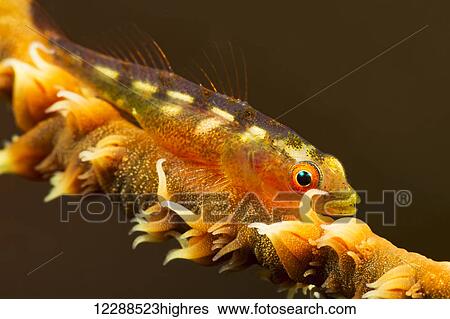 Stock Photograph - Wire coral goby (Bryaninops yongei); Hawaii, United States of America. Fotosearch
