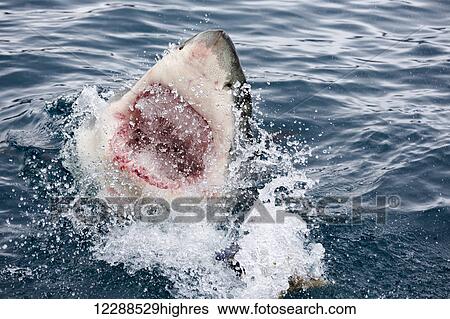 Stock Photograph - With open mouth, a great white shark (Carcharodon carcharias) breaks the surface of the water off Guadalupe Island; Mexico. Fotosearch