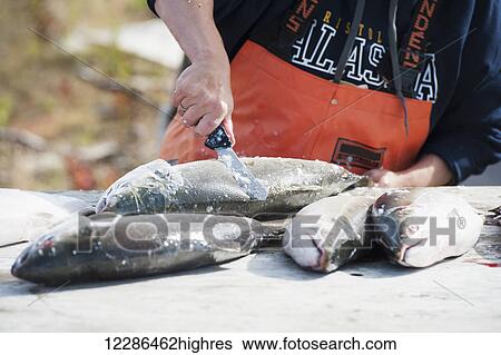 Stock Photograph - Woman filleting salmon at fish camp in Bristol Bay, Southwest Alaska, Summer. Fotosearch